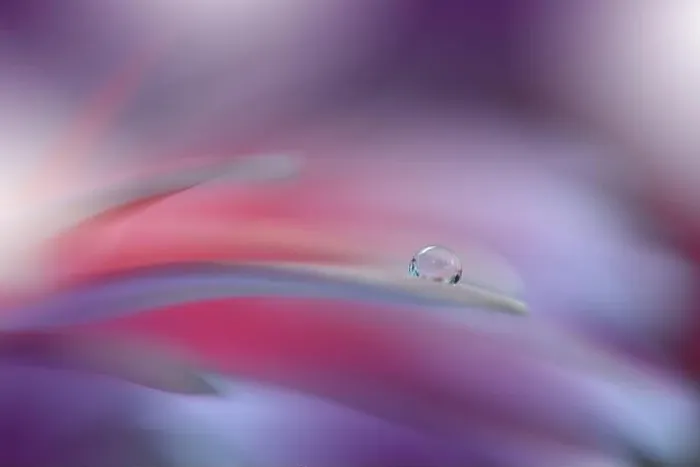 Framed Print : Beautiful macro shot of magic flowers.Border art design.Magic light.Extreme close up macro photography.Conceptual abstract image.Violet and Pink Color Framed Print : Beautiful macro shot of magic flowers.Border art design.Magic light.Extreme close up macro photography.Conceptual abstract image.Violet and Pink Color
