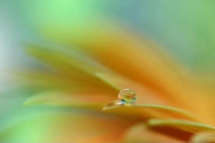 Framed Print : Beautiful macro shot of magic flowers.Border art design. Magic light.Extreme close up photography.Conceptual abstract image.Orange and Green Colors Framed Print : Beautiful macro shot of magic flowers.Border art design. Magic light.Extreme close up photography.Conceptual abstract image.Orange and Green Colors