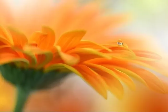 Framed Print : Beautiful macro shot of magic flowers.Border art design.Magic light.Extreme close up photography.Conceptual abstract image.Orange and White Colors Framed Print : Beautiful macro shot of magic flowers.Border art design.Magic light.Extreme close up photography.Conceptual abstract image.Orange and White Colors
