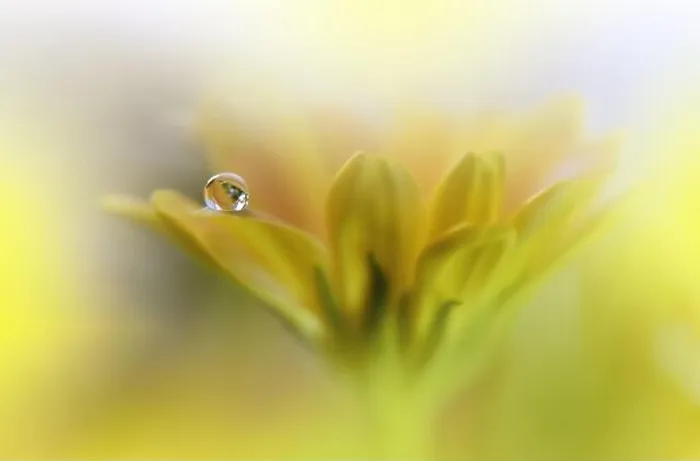 Framed Print : Beautiful macro shot of magic flowers.Border art design. Magic light.Extreme close up photography.Conceptual abstract image.Yellow and White Colors Framed Print : Beautiful macro shot of magic flowers.Border art design. Magic light.Extreme close up photography.Conceptual abstract image.Yellow and White Colors