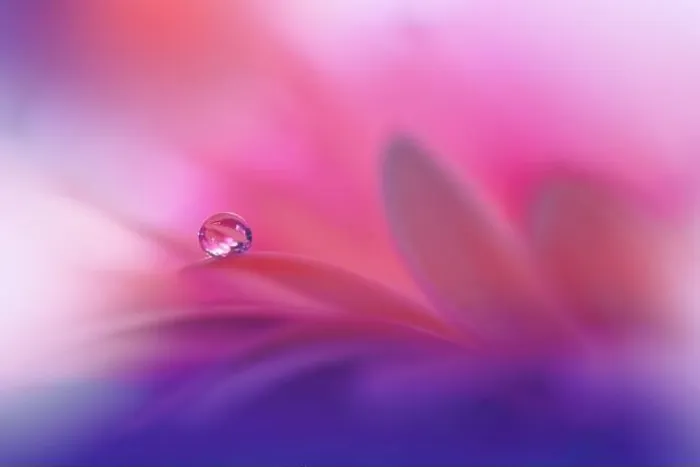 Framed Print : Beautiful macro shot of magic flowers.Border art design.Magic light.Extreme close up macro photography.Conceptual abstract image.Violet and Pink Color Framed Print : Beautiful macro shot of magic flowers.Border art design.Magic light.Extreme close up macro photography.Conceptual abstract image.Violet and Pink Color