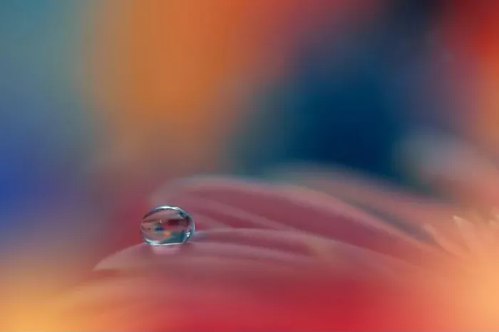 Framed Print : Beautiful macro shot of magic flowers.Border art design. Magic light.Extreme close up macro photography.Conceptual abstract image.Orange and Blue Drop Framed Print : Beautiful macro shot of magic flowers.Border art design. Magic light.Extreme close up macro photography.Conceptual abstract image.Orange and Blue Drop