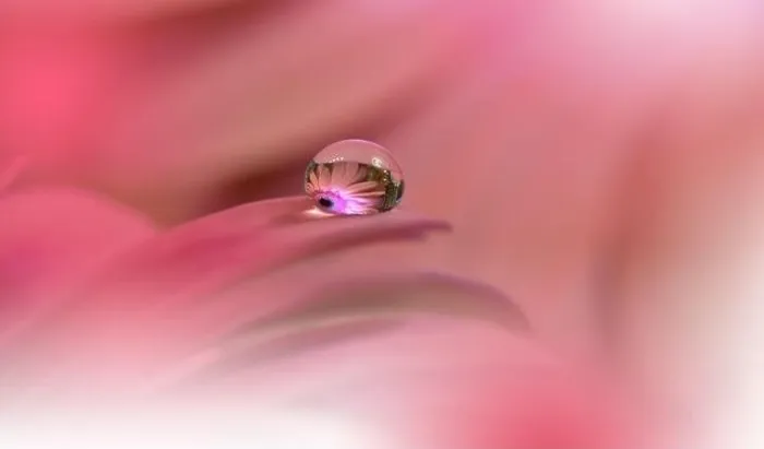 Framed Print : Beautiful macro shot of magic flowers.Border art design. Magic light.Extreme close up macro photography.Conceptual abstract image.Violet and Pink Drop Framed Print : Beautiful macro shot of magic flowers.Border art design. Magic light.Extreme close up macro photography.Conceptual abstract image.Violet and Pink Drop