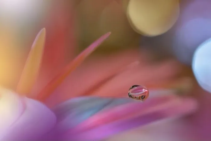 Framed Print : Beautiful macro shot of magic flowers.Border art design. Magic light.Extreme close up macro photography.Conceptual abstract image.Violet and Pink Drop Framed Print : Beautiful macro shot of magic flowers.Border art design. Magic light.Extreme close up macro photography.Conceptual abstract image.Violet and Pink Drop