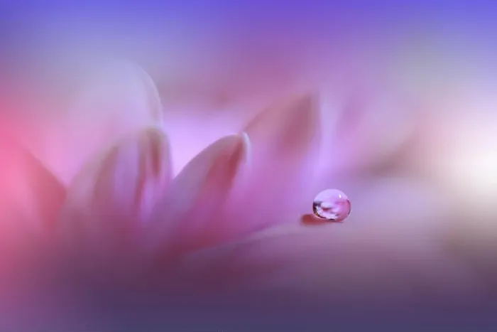 Framed Print : Beautiful Nature Background.Amazing Spring Flowers.Water drop.Extreme close up macro photography.Abstract Fantasy Art.Artistic Creative Wallpaper.Pure Framed Print : Beautiful Nature Background.Amazing Spring Flowers.Water drop.Extreme close up macro photography.Abstract Fantasy Art.Artistic Creative Wallpaper.Pure