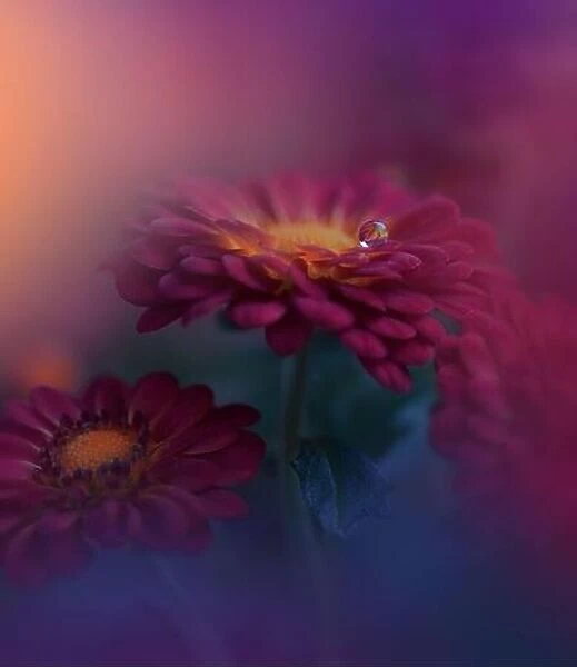 Beautiful Nature Background.Creative Artistic Wallpaper.Abstract Macro Photography.Soft Focus.Floral Art Design.Chrysanthemum Flowers.Red Daisy Flower