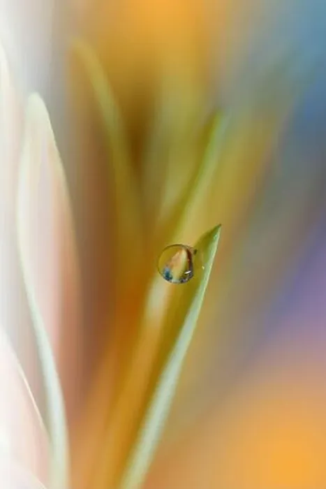 Framed Print : Beautiful Nature Background.Floral Art Design.Abstract Macro Photography.Daisy Flower.Orange Background.Creative Artistic Wallpaper.Celebration, love Framed Print : Beautiful Nature Background.Floral Art Design.Abstract Macro Photography.Daisy Flower.Orange Background.Creative Artistic Wallpaper.Celebration, love