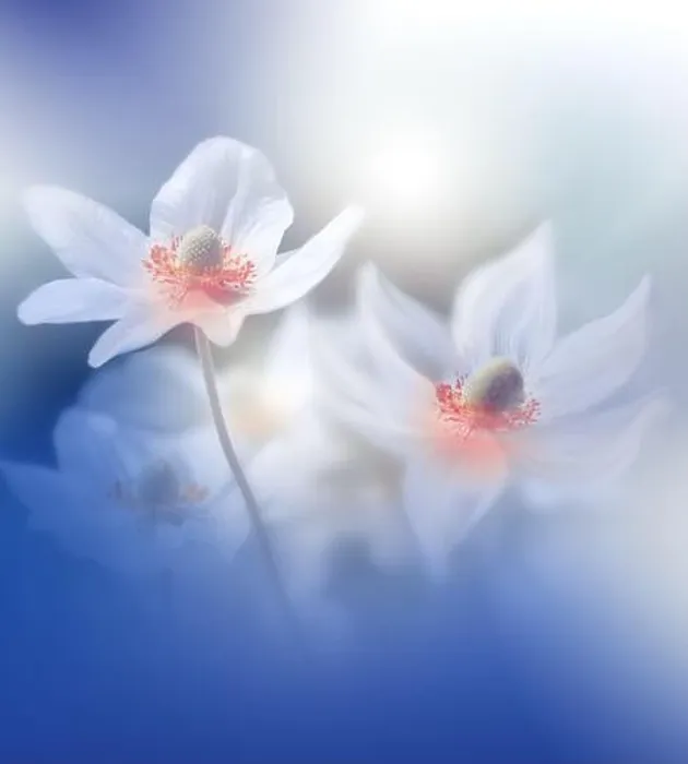 Framed Print : Beautiful Nature Background.Floral Art Design.Abstract Macro Photography.Creative Artistic Wallpaper.Classic Blue Color.Celebration, love.Happy Holiday Framed Print : Beautiful Nature Background.Floral Art Design.Abstract Macro Photography.Creative Artistic Wallpaper.Classic Blue Color.Celebration, love.Happy Holiday