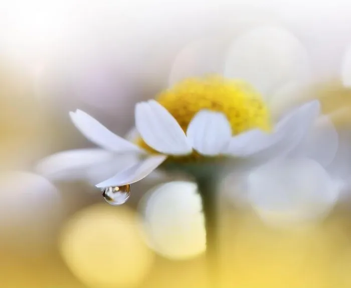 Framed Print : Beautiful Nature Background.Floral Art Design.Abstract Macro Photography.White Daisy Flower.White Background.Creative Artistic Wallpaper.Celebration Framed Print : Beautiful Nature Background.Floral Art Design.Abstract Macro Photography.White Daisy Flower.White Background.Creative Artistic Wallpaper.Celebration