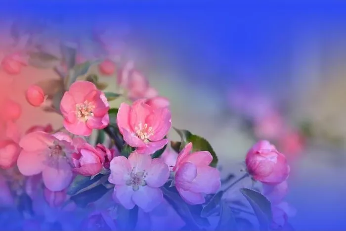 Framed Print : Beautiful Nature Background.Floral Art Design.Abstract Macro Photography.Spring Flowers.Creative Artistic Wallpaper.Celebration, love.Blue Color.Cherry Framed Print : Beautiful Nature Background.Floral Art Design.Abstract Macro Photography.Spring Flowers.Creative Artistic Wallpaper.Celebration, love.Blue Color.Cherry