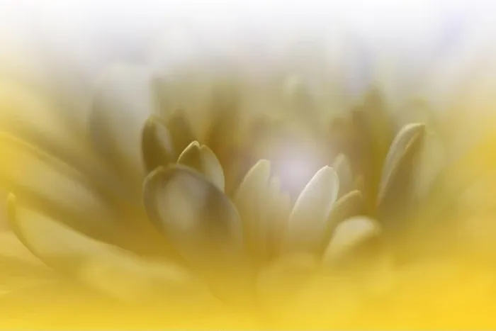 Framed Print : Beautiful Nature Background.Floral Art Design.Abstract Macro Photography.Chrysanthemum Flower.White Background.Creative Artistic Wallpaper.Celebration Framed Print : Beautiful Nature Background.Floral Art Design.Abstract Macro Photography.Chrysanthemum Flower.White Background.Creative Artistic Wallpaper.Celebration