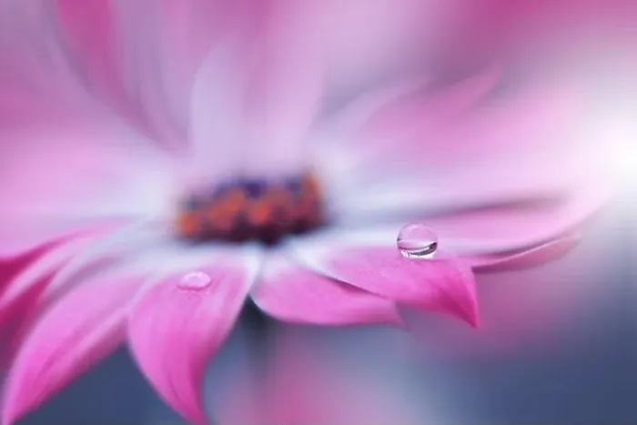 Framed Print : Beautiful Nature Background.Floral Art Design.Abstract Macro Photography.Pink Daisy Flower.Violet Background.Creative Artistic Wallpaper.Wedding Card Framed Print : Beautiful Nature Background.Floral Art Design.Abstract Macro Photography.Pink Daisy Flower.Violet Background.Creative Artistic Wallpaper.Wedding Card