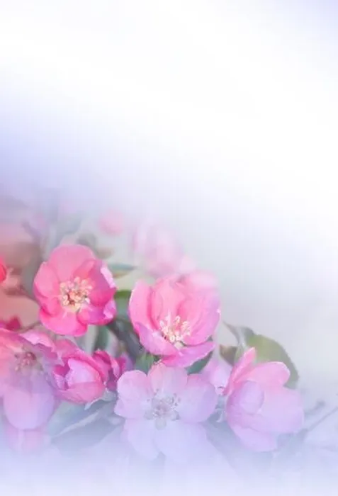 Framed Print : Beautiful Nature Background.Floral Art Design.Abstract Macro Photography.Spring Flowers.Creative Artistic Wallpaper.Celebration, love.Sakura Blossom Framed Print : Beautiful Nature Background.Floral Art Design.Abstract Macro Photography.Spring Flowers.Creative Artistic Wallpaper.Celebration, love.Sakura Blossom