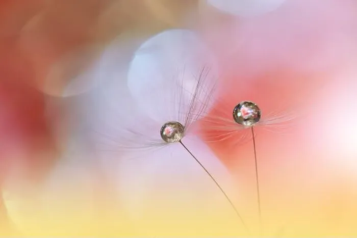 Framed Print : Beautiful Nature Background.Floral Art Design.Abstract Macro Photography.Pastel Flower.Dandelion Flowers.Orange Background.Creative Artistic Wallpaper Framed Print : Beautiful Nature Background.Floral Art Design.Abstract Macro Photography.Pastel Flower.Dandelion Flowers.Orange Background.Creative Artistic Wallpaper