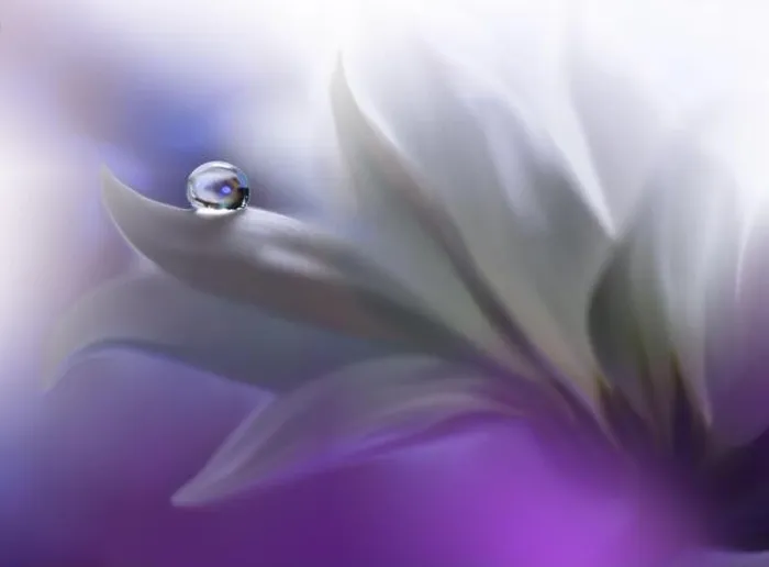 Framed Print : Beautiful Nature Background.Floral Art Design.Abstract Macro Photography.White Daisy Flower.White Background.Creative Artistic Wallpaper.Celebration Framed Print : Beautiful Nature Background.Floral Art Design.Abstract Macro Photography.White Daisy Flower.White Background.Creative Artistic Wallpaper.Celebration
