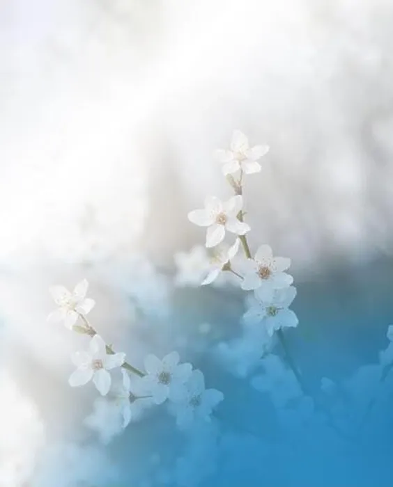 Framed Print : Beautiful Nature Background.Floral Art Design.Abstract Macro Photography.Spring Flowers.Creative Artistic Wallpaper.Celebration.Sakura Cherry Blossom Framed Print : Beautiful Nature Background.Floral Art Design.Abstract Macro Photography.Spring Flowers.Creative Artistic Wallpaper.Celebration.Sakura Cherry Blossom