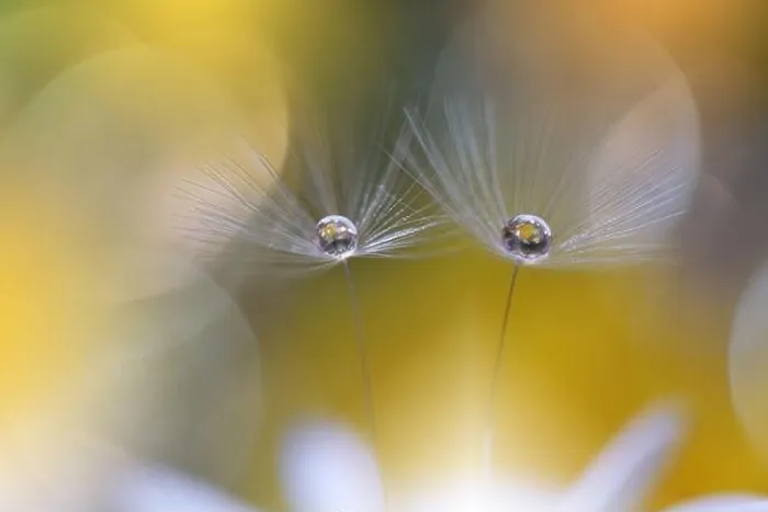 Framed Print : Beautiful Nature Background.Floral Art Design.Abstract Macro Photography.Pastel Flower.Dandelion Flowers.Golden Background.Creative Artistic Wallpaper
