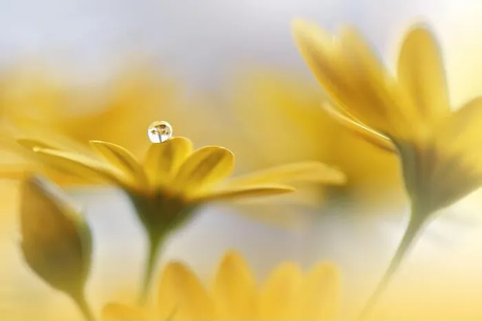 Framed Print : Beautiful Nature Background.Floral Art Design.Abstract Macro Photography.Daisy Flower.Yellow Background.Creative Artistic Wallpaper.Tranquil, spa, drop Framed Print : Beautiful Nature Background.Floral Art Design.Abstract Macro Photography.Daisy Flower.Yellow Background.Creative Artistic Wallpaper.Tranquil, spa, drop