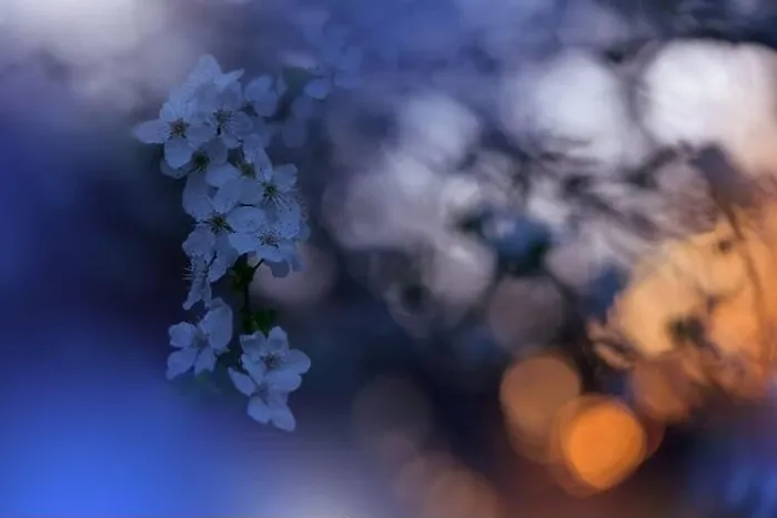 Framed Print : Beautiful Nature Background.Floral Art Design.Abstract Macro Photography.Colorful Flower.Blooming Spring Flowers.Creative Artistic Wallpaper.Blue Sky Framed Print : Beautiful Nature Background.Floral Art Design.Abstract Macro Photography.Colorful Flower.Blooming Spring Flowers.Creative Artistic Wallpaper.Blue Sky