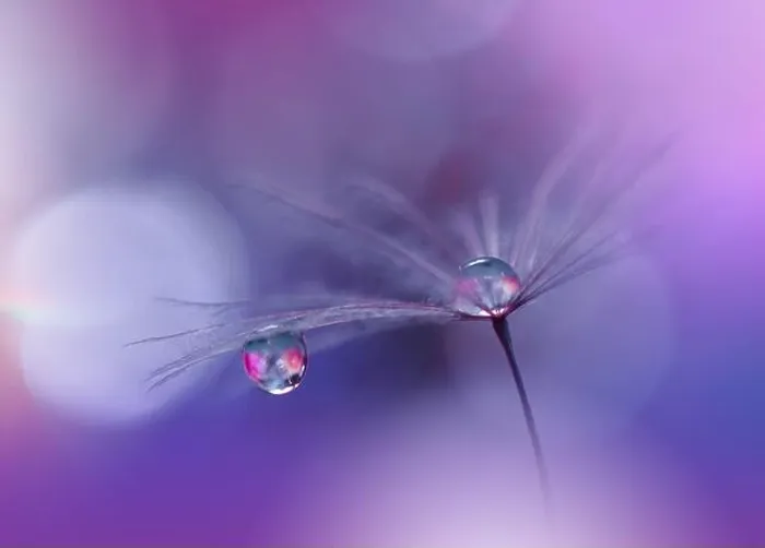 Framed Print : Beautiful Nature Background.Floral Art Design.Abstract Macro Photography.Pastel Flower.Dandelion Flowers.Violet Background.Creative Artistic Wallpaper
