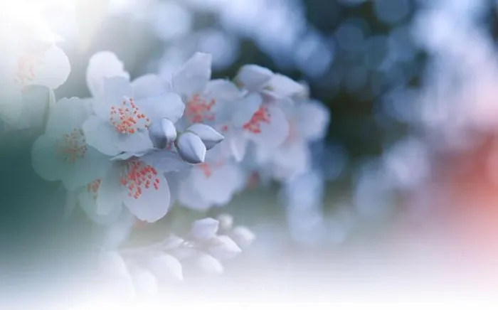Framed Print : Beautiful Nature Background.Floral Art Design.Abstract Macro Photography.Blooming Spring Flowers.Jasmine Blossom Tree.Wedding Invitation.White Color Framed Print : Beautiful Nature Background.Floral Art Design.Abstract Macro Photography.Blooming Spring Flowers.Jasmine Blossom Tree.Wedding Invitation.White Color
