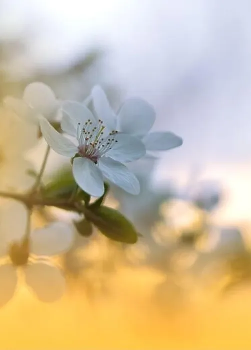 Framed Print : Beautiful Nature Background.Floral Art Design.Abstract Macro Photography.Blooming Spring Flowers.Jasmine Blossom Tree.Wedding Invitation.White Color