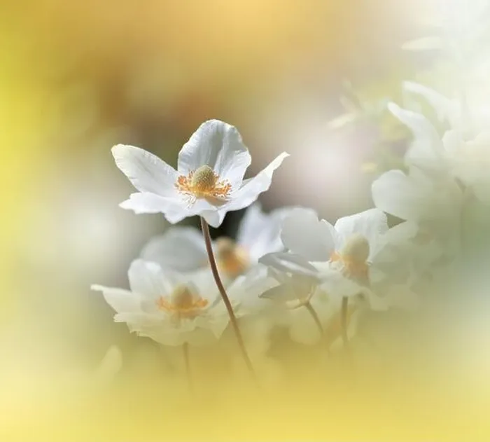 Framed Print : Beautiful Nature Background.Floral Art Design.Abstract Macro Photography.White Flower.Pastel Flowers.Golden Background.Creative Artistic Wallpaper Framed Print : Beautiful Nature Background.Floral Art Design.Abstract Macro Photography.White Flower.Pastel Flowers.Golden Background.Creative Artistic Wallpaper