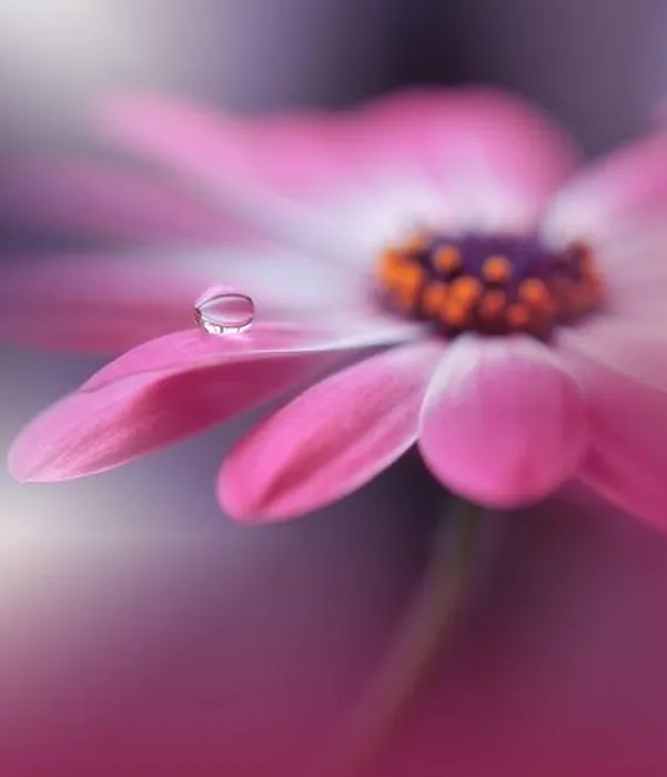 Framed Print : Beautiful Nature Background.Floral Art Design.Abstract Macro Photography.Daisy Flower.Pastel Flowers.Violet Background.Creative Artistic Wallpaper Framed Print : Beautiful Nature Background.Floral Art Design.Abstract Macro Photography.Daisy Flower.Pastel Flowers.Violet Background.Creative Artistic Wallpaper