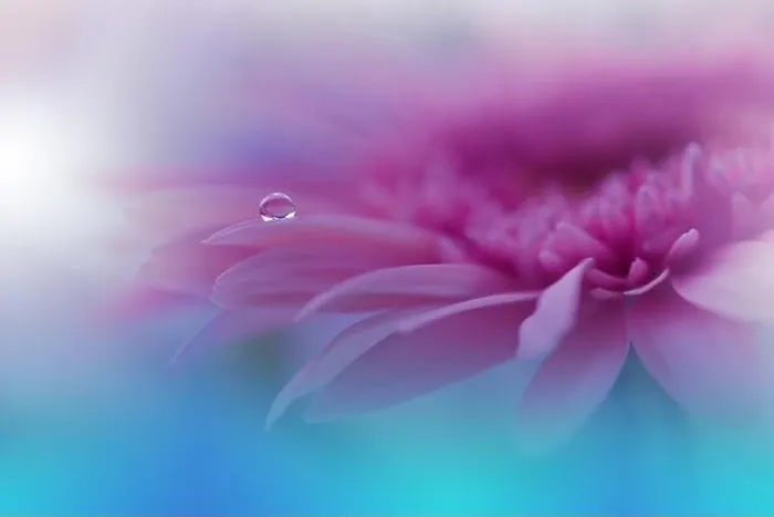 Framed Print : Beautiful Nature Background.Floral Art Design.Abstract Macro Photography.Gerbera Daisy Flower.Pink Background.Creative Artistic Wallpaper.Water Drop Framed Print : Beautiful Nature Background.Floral Art Design.Abstract Macro Photography.Gerbera Daisy Flower.Pink Background.Creative Artistic Wallpaper.Water Drop