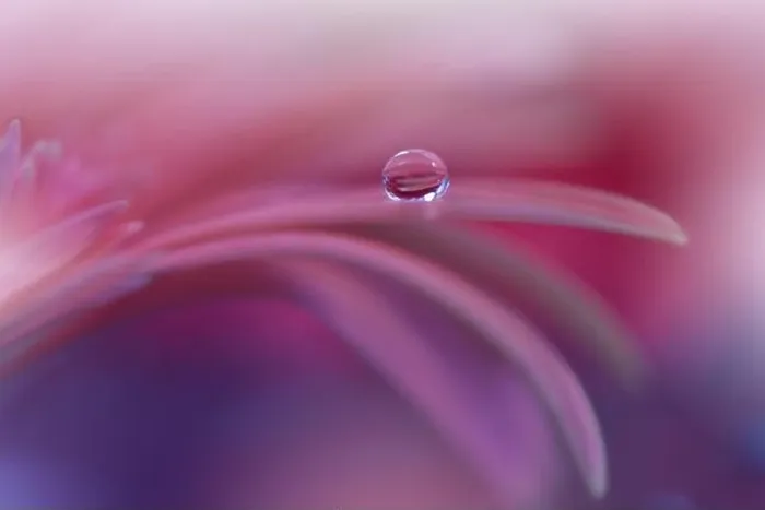 Framed Print : Beautiful Nature Background.Floral Art Design.Abstract Macro Photography.Gerbera Daisy Flower.Violet Background.Creative Artistic Wallpaper.Water Drop Framed Print : Beautiful Nature Background.Floral Art Design.Abstract Macro Photography.Gerbera Daisy Flower.Violet Background.Creative Artistic Wallpaper.Water Drop