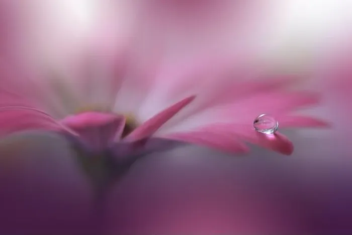 Framed Print : Beautiful Nature Background.Floral Art Design.Abstract Macro Photography.Gerbera Daisy Flower.Violet Background.Creative Artistic Wallpaper.Water Drop Framed Print : Beautiful Nature Background.Floral Art Design.Abstract Macro Photography.Gerbera Daisy Flower.Violet Background.Creative Artistic Wallpaper.Water Drop