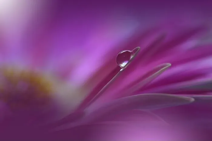 Framed Print : Beautiful Nature Background.Floral Art Design.Abstract Macro Photography.Gerbera Daisy Flower.Violet Background.Creative Artistic Wallpaper.Water Drop Framed Print : Beautiful Nature Background.Floral Art Design.Abstract Macro Photography.Gerbera Daisy Flower.Violet Background.Creative Artistic Wallpaper.Water Drop