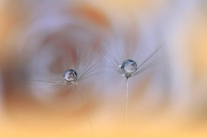 Framed Print : Beautiful Nature Background.Floral Art Design.Abstract Macro Photography.Dandelion Flowers.Orange Background.Creative Artistic Wallpaper.Celebration Framed Print : Beautiful Nature Background.Floral Art Design.Abstract Macro Photography.Dandelion Flowers.Orange Background.Creative Artistic Wallpaper.Celebration