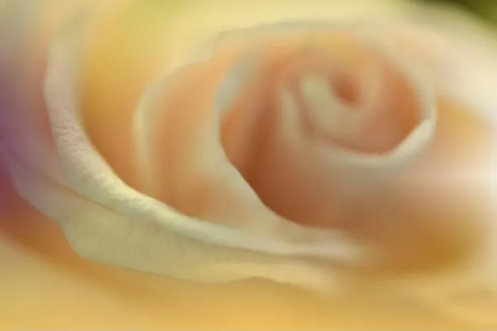Framed Print : Beautiful Nature Background.Floral Art Design.Abstract Macro Photography.Summer Rose Flower.Golden Background.Creative Artistic Wallpaper.Yellow Color Framed Print : Beautiful Nature Background.Floral Art Design.Abstract Macro Photography.Summer Rose Flower.Golden Background.Creative Artistic Wallpaper.Yellow Color