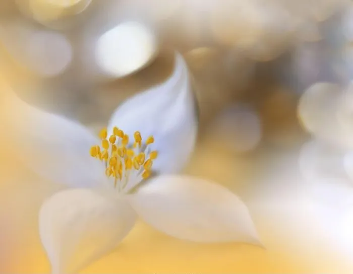 Framed Print : Beautiful Nature Background.Floral Art Design.Abstract Macro Photography.Summer Flower.Golden Background.Creative Artistic Wallpaper.Yellow Color Framed Print : Beautiful Nature Background.Floral Art Design.Abstract Macro Photography.Summer Flower.Golden Background.Creative Artistic Wallpaper.Yellow Color