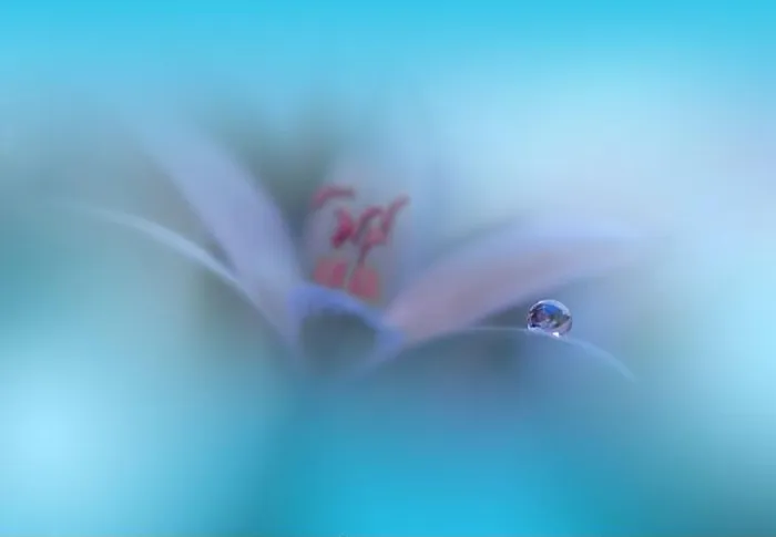 Framed Print : Beautiful Nature Background.Floral Art Design.Abstract Macro Photography.White Flower.Blue Background.Creative Artistic Wallpaper.Turquoise Color Framed Print : Beautiful Nature Background.Floral Art Design.Abstract Macro Photography.White Flower.Blue Background.Creative Artistic Wallpaper.Turquoise Color