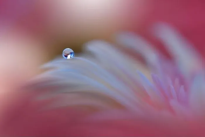 Framed Print : Beautiful Nature Background.Floral Art Design.Abstract Macro Photography.Gerbera Daisy Flower.Pastel Flowers.Violet Background.Creative Artistic Drop Framed Print : Beautiful Nature Background.Floral Art Design.Abstract Macro Photography.Gerbera Daisy Flower.Pastel Flowers.Violet Background.Creative Artistic Drop
