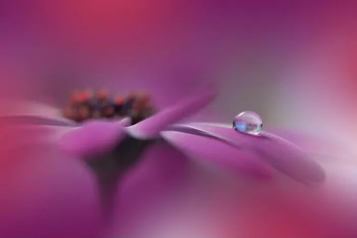 Framed Print : Beautiful Nature Background.Floral Art Design.Abstract Macro Photography.Violet Flower.Creative Artistic Wallpaper.Pink Color.Water Drop.Daisy Flowers Framed Print : Beautiful Nature Background.Floral Art Design.Abstract Macro Photography.Violet Flower.Creative Artistic Wallpaper.Pink Color.Water Drop.Daisy Flowers