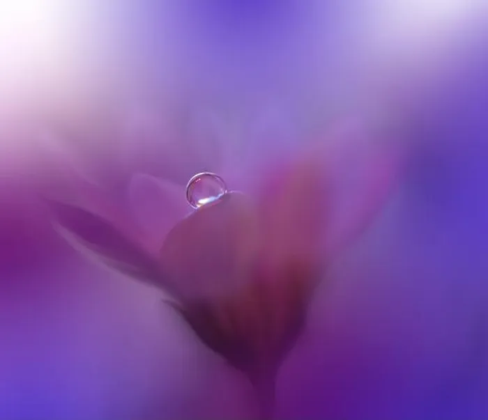 Framed Print : Beautiful Nature Background.Floral Art Design.Abstract Macro Photography.Violet Flower.Blue Background.Creative Artistic Wallpaper.Pink Color.Drop Framed Print : Beautiful Nature Background.Floral Art Design.Abstract Macro Photography.Violet Flower.Blue Background.Creative Artistic Wallpaper.Pink Color.Drop