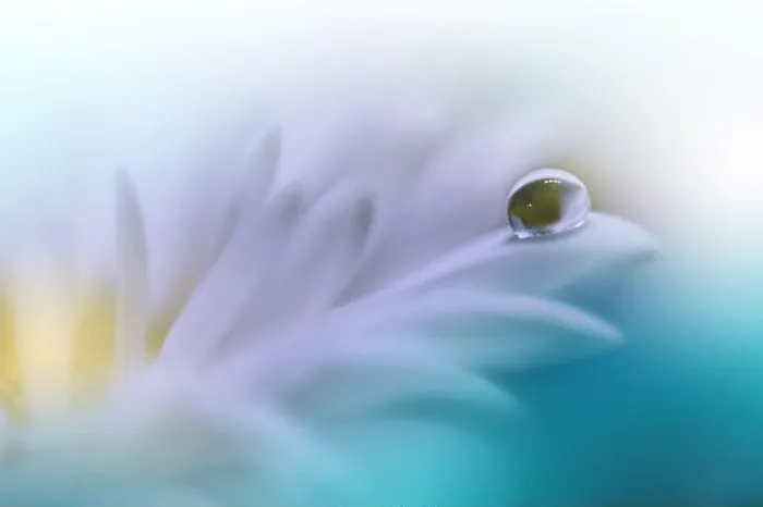 Framed Print : Beautiful Nature Background.Floral Art Design.Abstract Macro Photography.White Flower.White Background.Creative Artistic Wallpaper.Turquoise Color Framed Print : Beautiful Nature Background.Floral Art Design.Abstract Macro Photography.White Flower.White Background.Creative Artistic Wallpaper.Turquoise Color