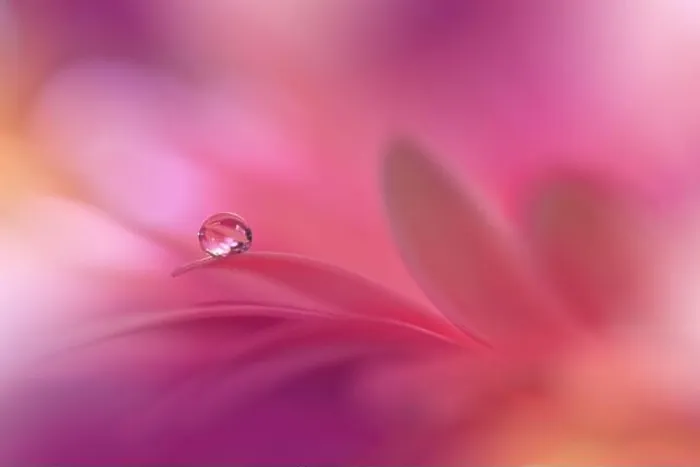 Framed Print : Beautiful Nature Background.Floral Art Design.Abstract Macro Photography.Violet Daisy Flower.Pink Background.Creative Artistic Wallpaper.Water Drops Framed Print : Beautiful Nature Background.Floral Art Design.Abstract Macro Photography.Violet Daisy Flower.Pink Background.Creative Artistic Wallpaper.Water Drops
