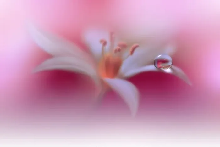 Framed Print : Beautiful Nature Background.Floral Art Design.Abstract Macro Photography.White Flower.Pastel Flowers.Violet Background.Creative Artistic Drop.Pink, dew Framed Print : Beautiful Nature Background.Floral Art Design.Abstract Macro Photography.White Flower.Pastel Flowers.Violet Background.Creative Artistic Drop.Pink, dew