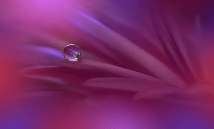 Framed Print : Beautiful Nature Background.Floral Art Design.Abstract Macro Photography.Pink Daisy Flower.Pastel Flowers.Violet Background.Creative Artistic Drop Framed Print : Beautiful Nature Background.Floral Art Design.Abstract Macro Photography.Pink Daisy Flower.Pastel Flowers.Violet Background.Creative Artistic Drop