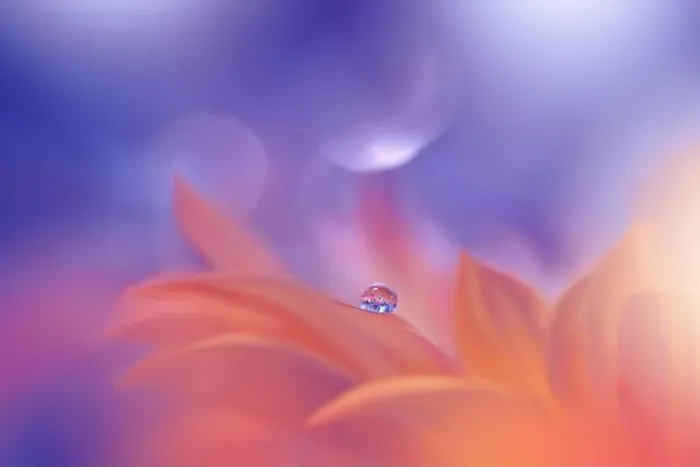 Framed Print : Beautiful Nature Background.Floral Art Design.Abstract Macro Photography.Orange Daisy Flower.Pastel Flowers.Blue Background.Creative Artistic Drop Framed Print : Beautiful Nature Background.Floral Art Design.Abstract Macro Photography.Orange Daisy Flower.Pastel Flowers.Blue Background.Creative Artistic Drop