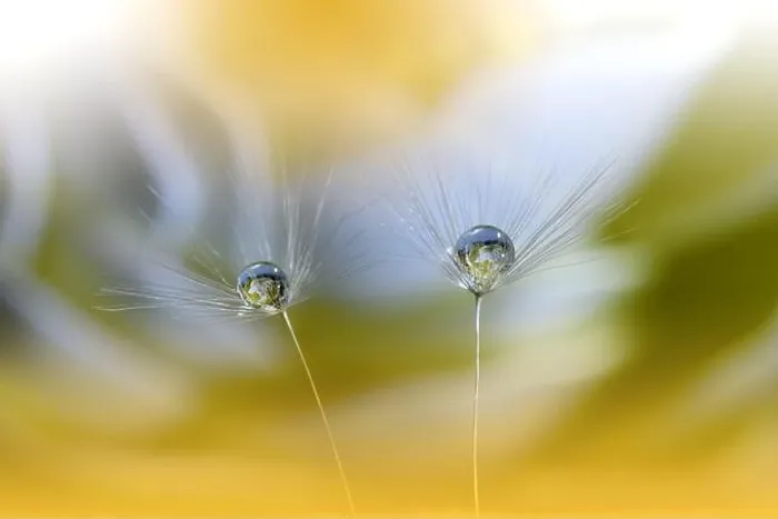 Framed Print : Beautiful Nature Background.Floral Art Design.Abstract Macro Photography.Pastel Flower.Dandelion Flowers.Yellow Background.Creative Artistic Wallpaper Framed Print : Beautiful Nature Background.Floral Art Design.Abstract Macro Photography.Pastel Flower.Dandelion Flowers.Yellow Background.Creative Artistic Wallpaper