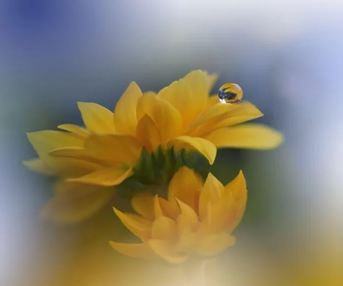 Framed Print : Beautiful Nature Background.Floral Art Design.Abstract Macro Photography.Yellow Daisy Flower.Pastel Flowers.Blue Background.Creative Artistic Drop Framed Print : Beautiful Nature Background.Floral Art Design.Abstract Macro Photography.Yellow Daisy Flower.Pastel Flowers.Blue Background.Creative Artistic Drop