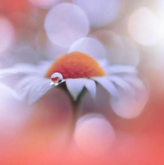Framed Print : Beautiful Nature Background.Floral Art Design.Abstract Macro Photography.White Daisy Flower.Pastel Flowers.Orange Background.Creative Artistic Drop Framed Print : Beautiful Nature Background.Floral Art Design.Abstract Macro Photography.White Daisy Flower.Pastel Flowers.Orange Background.Creative Artistic Drop