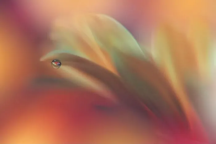 Framed Print : Beautiful Nature Background.Floral Art Design.Abstract Macro Photography.Yellow Daisy Flower.Pastel Flowers.Golden Background.Creative Artistic Drop Framed Print : Beautiful Nature Background.Floral Art Design.Abstract Macro Photography.Yellow Daisy Flower.Pastel Flowers.Golden Background.Creative Artistic Drop