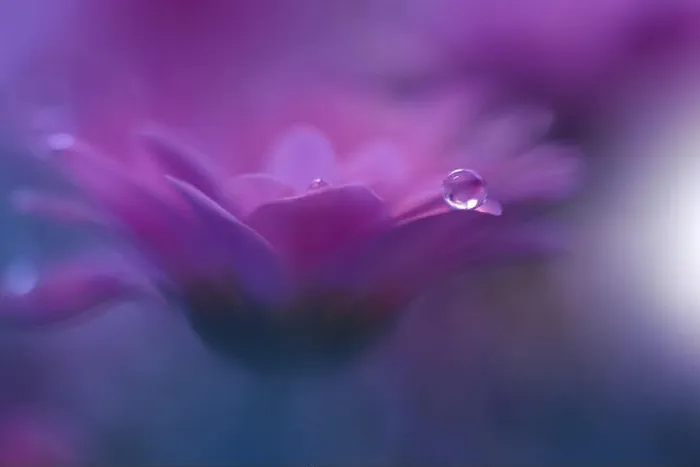 Framed Print : Beautiful Nature Background.Floral Art Design.Abstract Macro Photography.Pink Daisy Flower.Pastel Flowers.Violet Background.Creative Artistic Drop Framed Print : Beautiful Nature Background.Floral Art Design.Abstract Macro Photography.Pink Daisy Flower.Pastel Flowers.Violet Background.Creative Artistic Drop