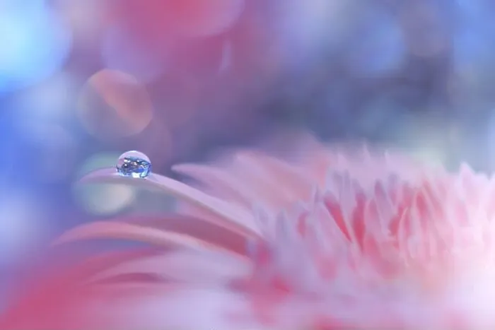 Framed Print : Beautiful Nature Background.Floral Art Design.Abstract Macro Photography.Pink Daisy Flower.Pastel Flowers.Blue Background.Creative Artistic Drop Framed Print : Beautiful Nature Background.Floral Art Design.Abstract Macro Photography.Pink Daisy Flower.Pastel Flowers.Blue Background.Creative Artistic Drop